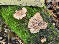 Gloiodon strigosus image