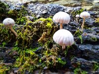 Mycena corticola image