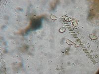 Hymenopellis megalospora image