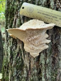 Trametes gibbosa image