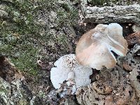Pluteus petasatus image
