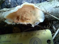 Merulius tremellosus image