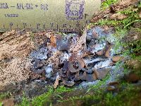 Tremella foliacea image