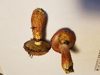 Suillus spectabilis image