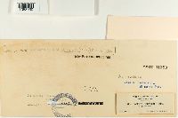 Battarreoides diguetii image