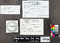 Armillaria gallica image