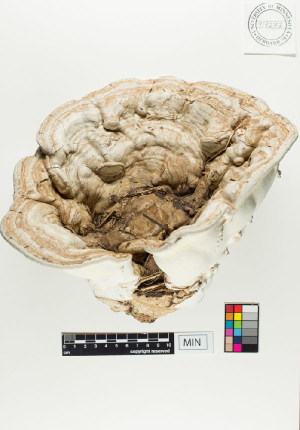 Ganoderma image
