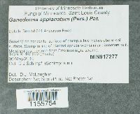 Ganoderma applanatum image