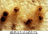 Thumbnail image of current specimen