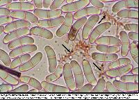 Neta patuxentica image