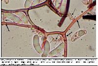 Neta patuxentica image