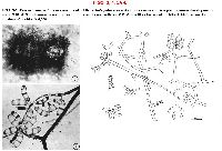 Neta patuxentica image