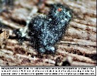 Neta patuxentica image