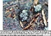 Neta patuxentica image