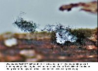 Neta patuxentica image