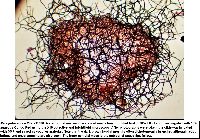 Neta patuxentica image