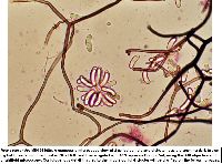 Neta patuxentica image