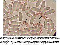 Neta patuxentica image