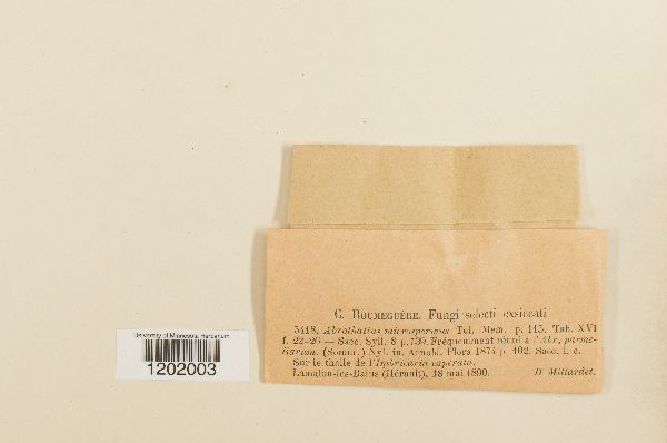 Abrothallus microspermus image