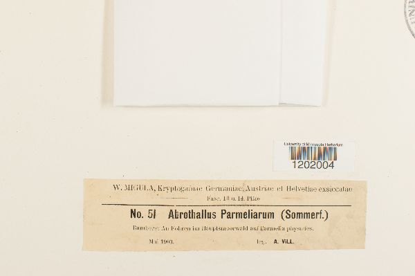 Abrothallus parmeliarum image