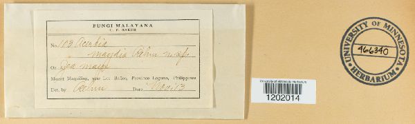 Acerbia maydis image