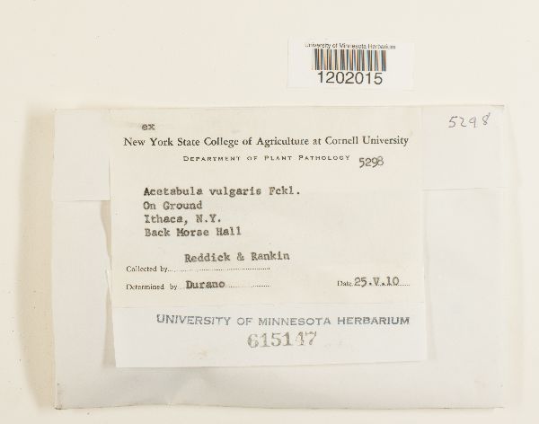 Helvella acetabulum image