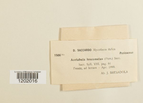 Acetabula leucomelas image