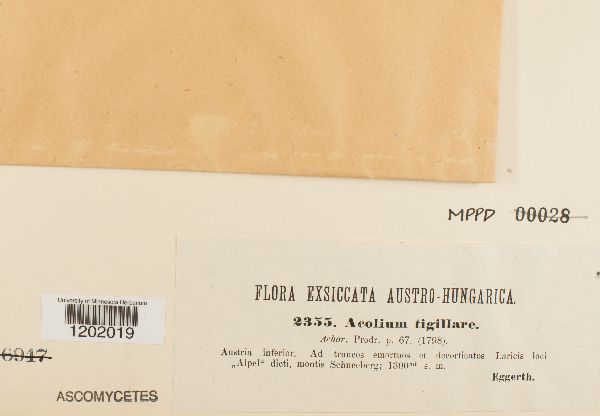 Cyphelium tigillare image