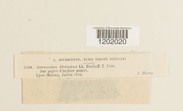 Acremonium alternatum image