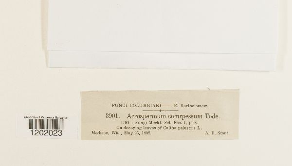 Acrospermum compressum image