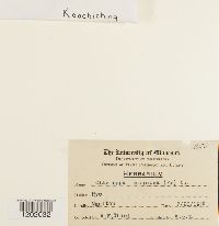 Media resource of Claviceps purpurea