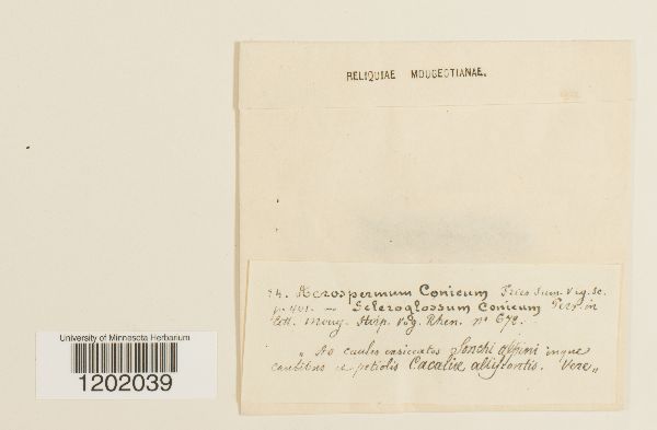 Acrospermaceae image