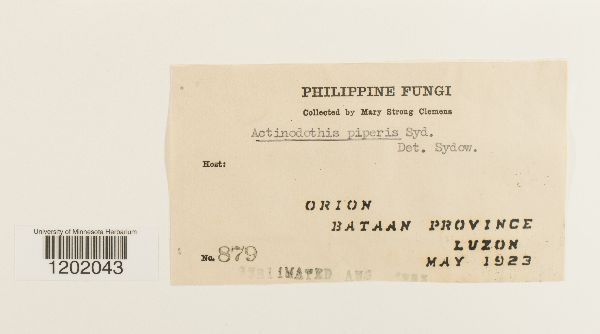 Actinodothis piperis image