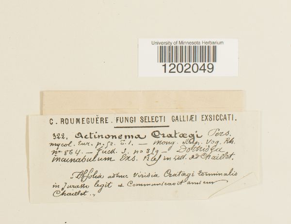 Actinonema crataegi image