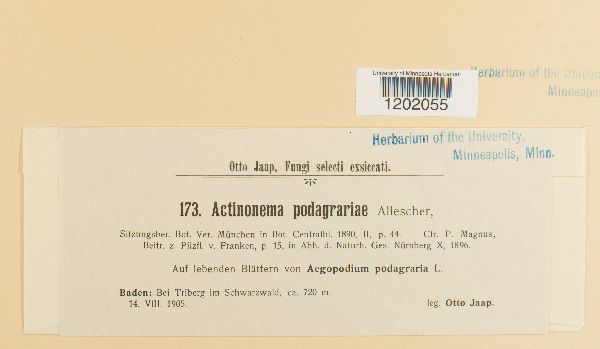 Actinonema podagrariae image