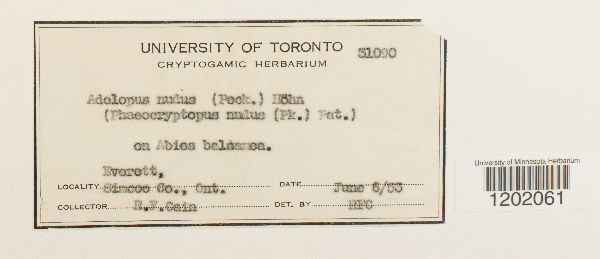 Phaeocryptopus nudus image