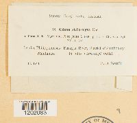 Image of Aldona stella-nigra