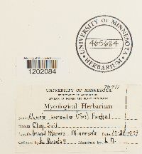 Aleuria aurantia image