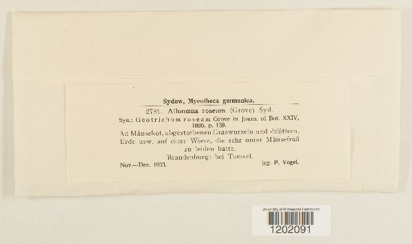 Allonema roseum image