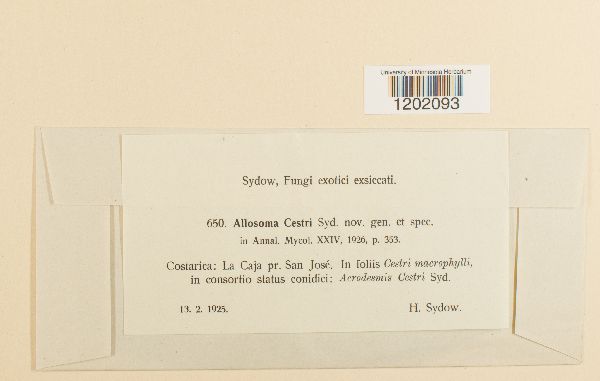 Allosoma cestri image