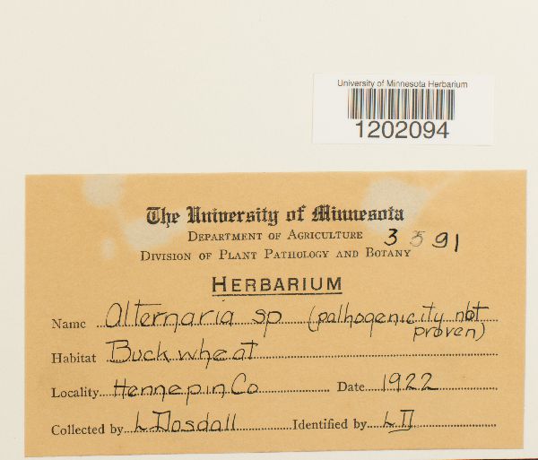 Alternaria image