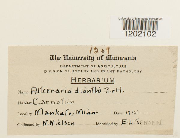 Alternaria dianthi image