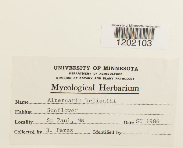 Alternariaster helianthi image