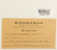 Alternaria panax image