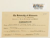 Alternaria panax image