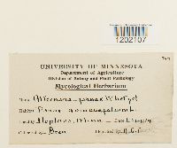 Alternaria panax image