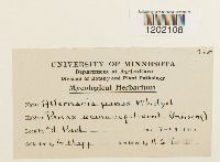 Alternaria panax image