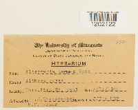 Alternaria alternata image