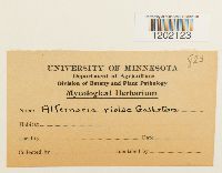 Media resource of Alternaria violae