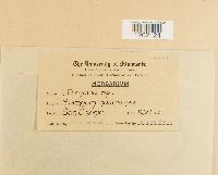 Image Associated With the Occurrence